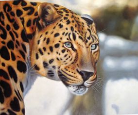 Leopard portræt