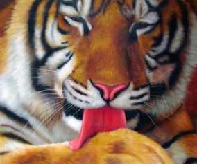 Tiger slikker pote
