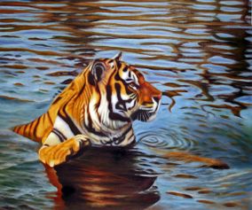 Svømmende tiger