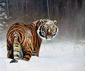 Tiger i snevejr